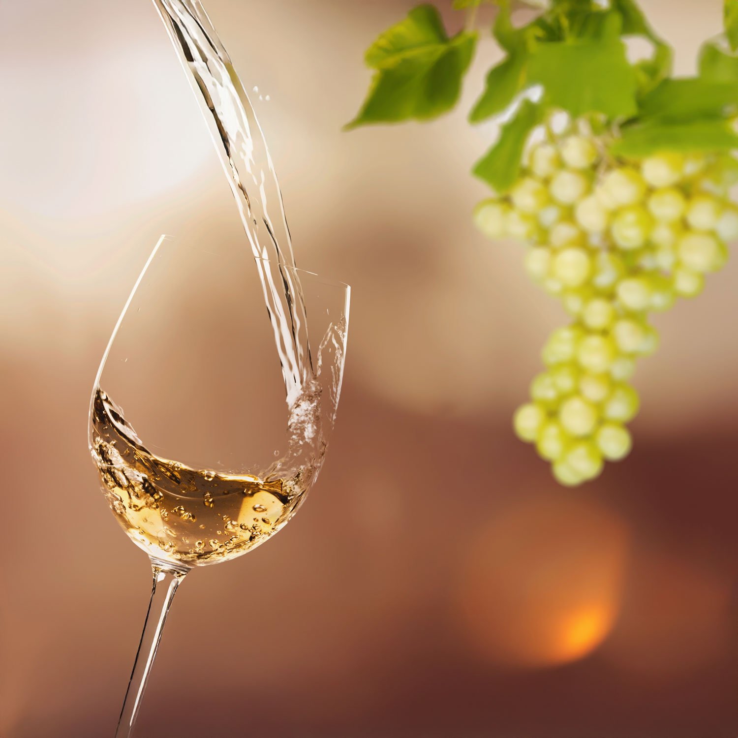Chardonnay