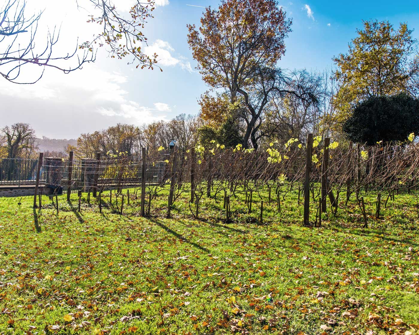 L’agroforesterie et la vigne mariée