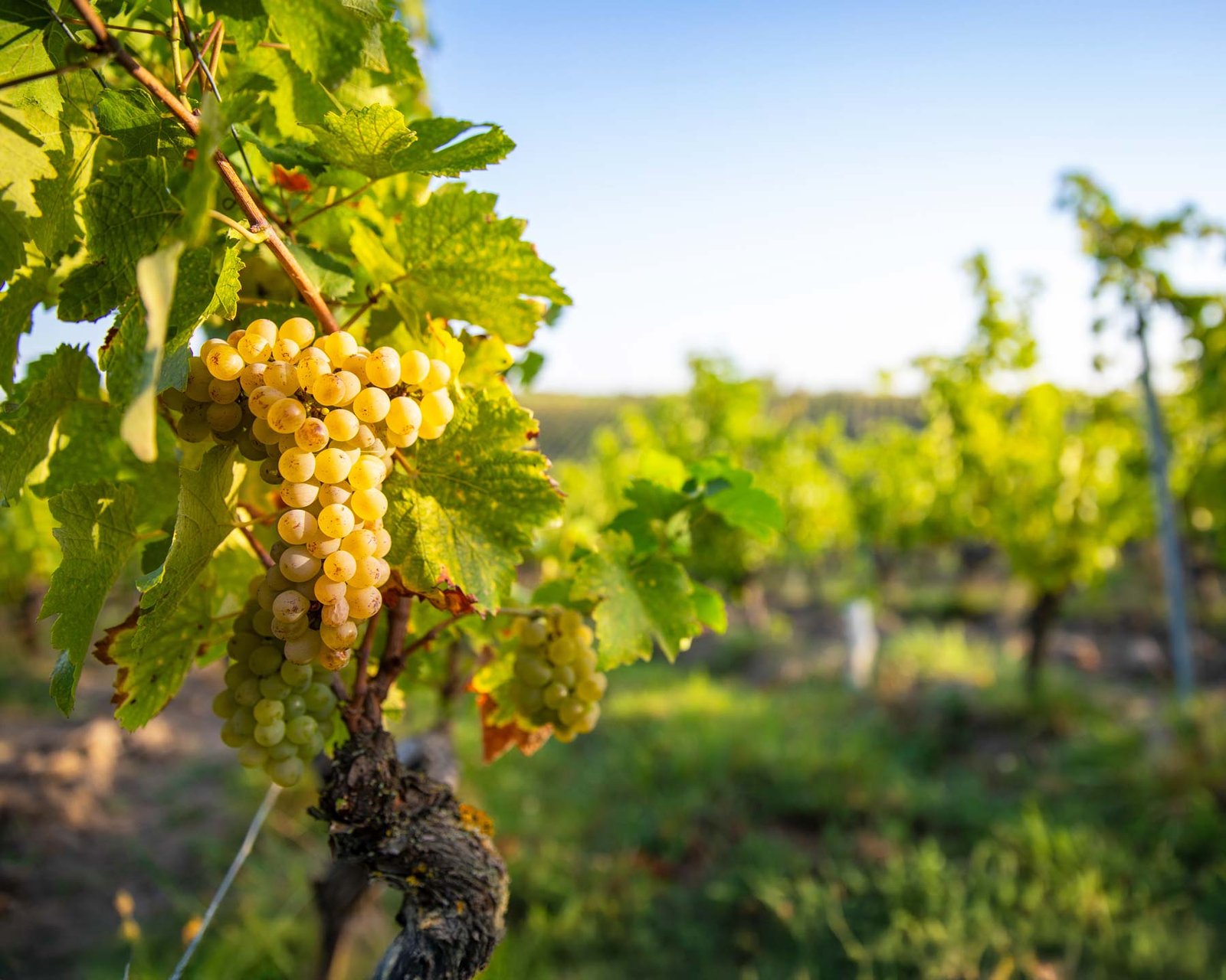 Vignoble en Seine-et-Marne (77)