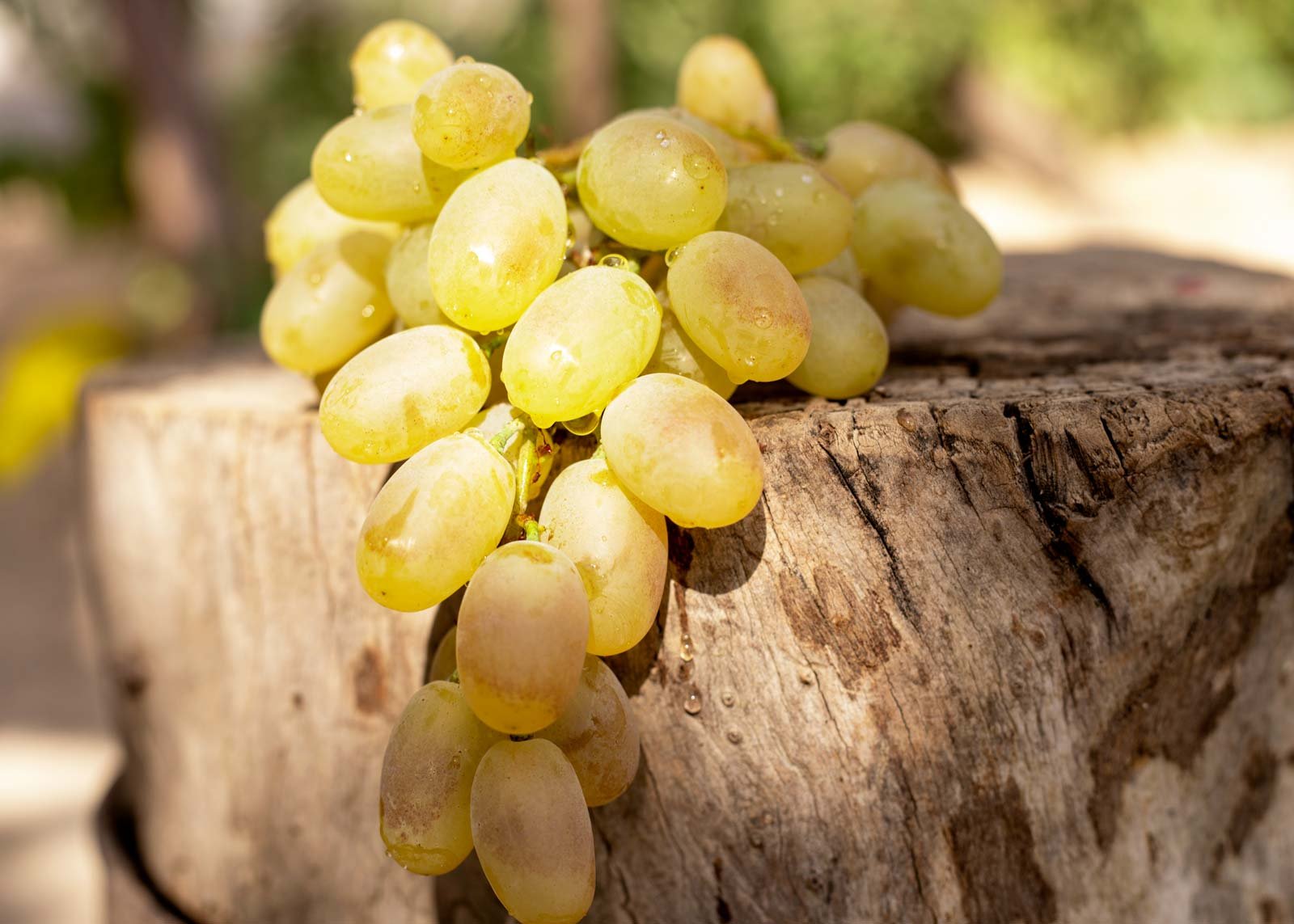 Vignerons à Guérard en Seine-et-Marne