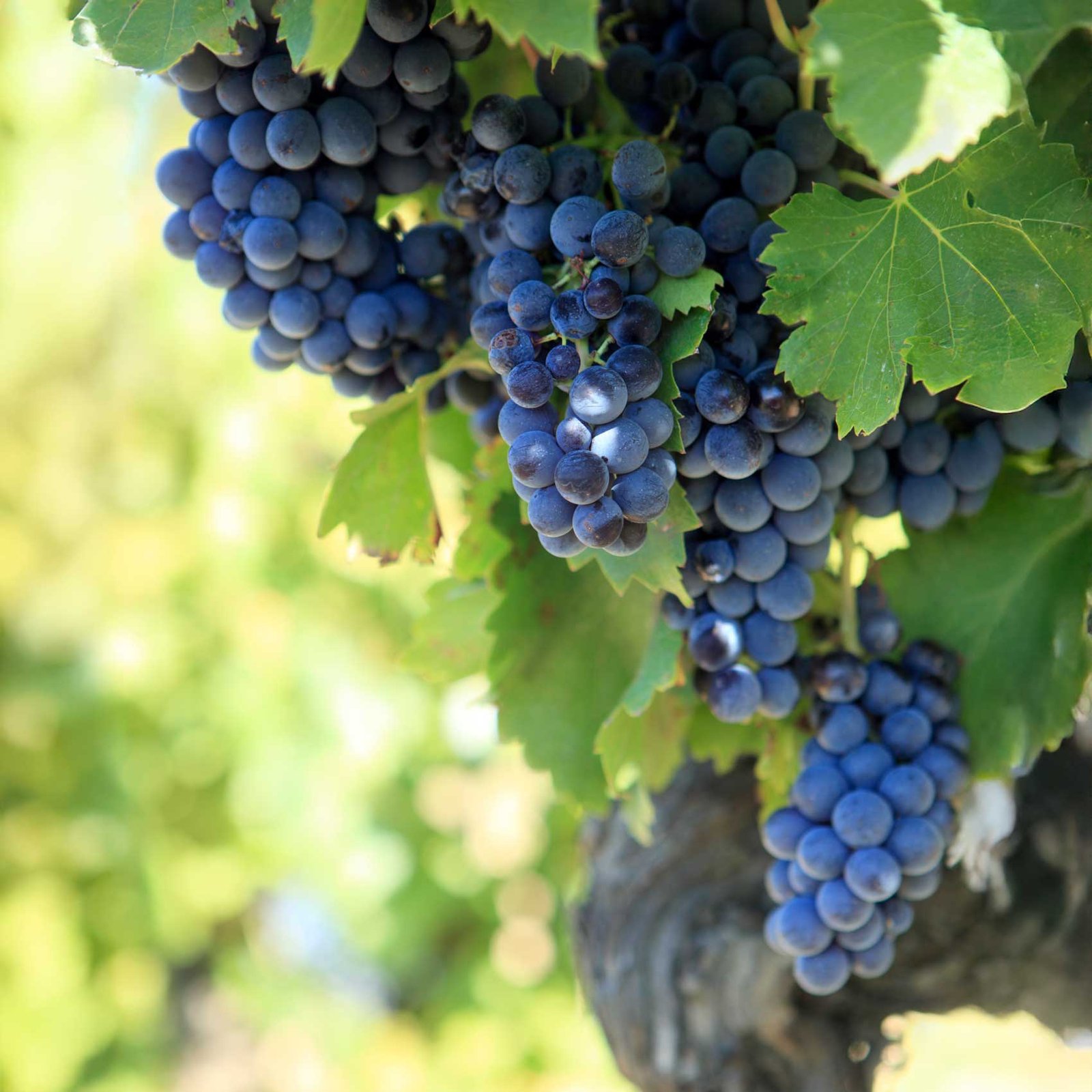Domaine viticole à Guérard en Seine-et-Marne