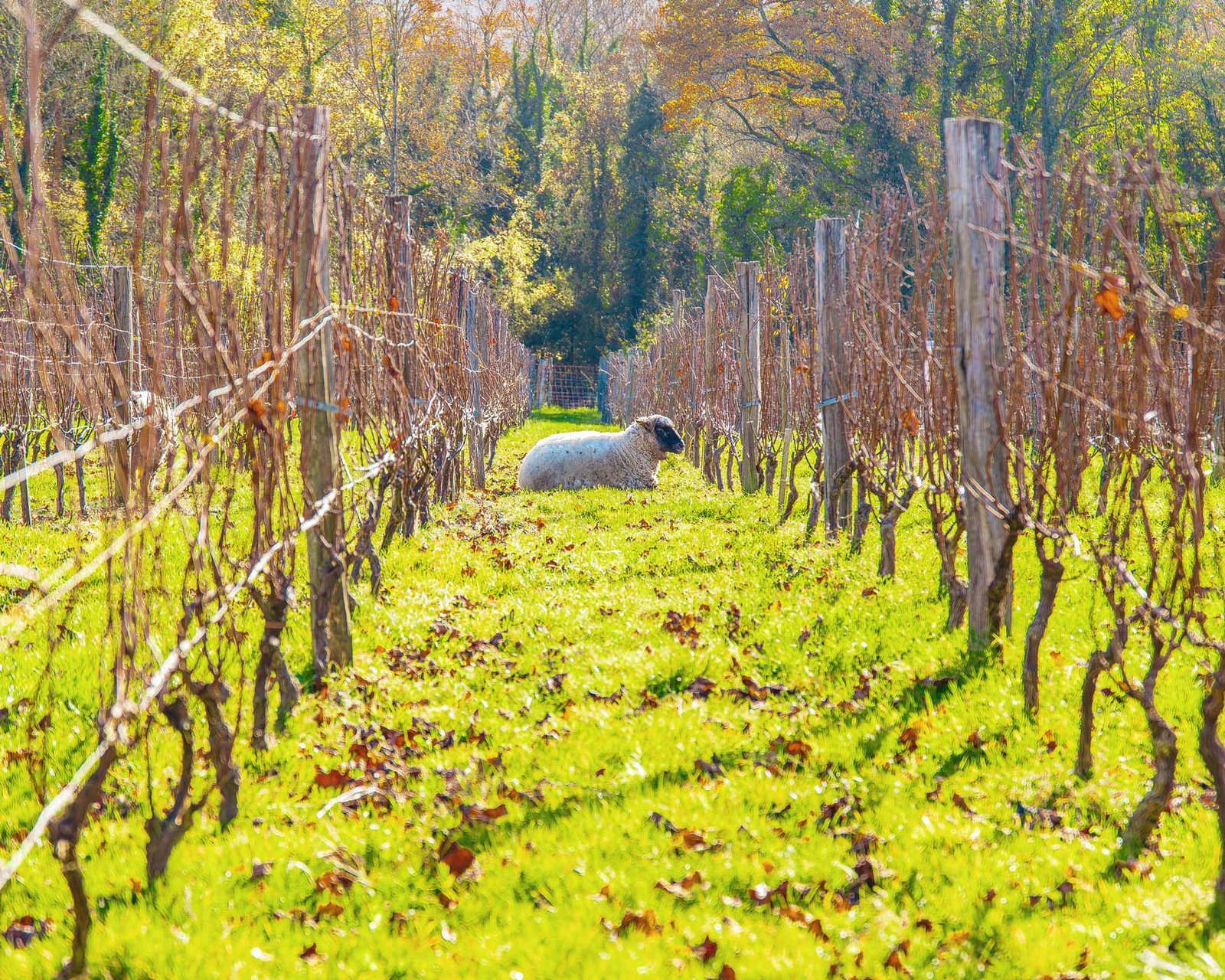 Domaine viticole à Guérard en Seine-et-Marne