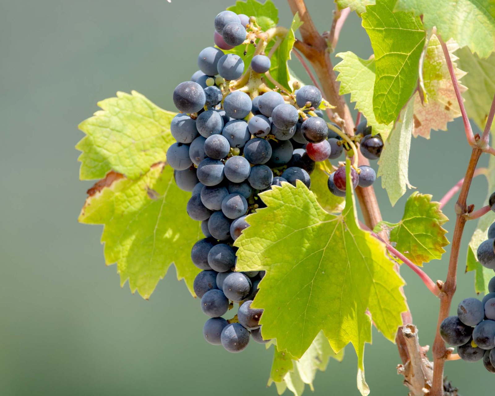 Vins nature 77