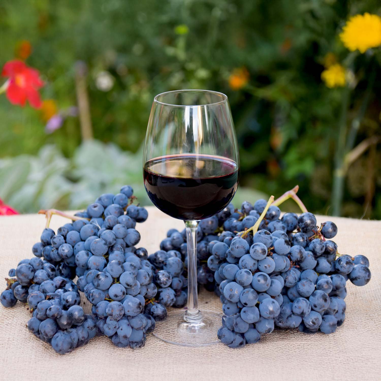 Pinot noir